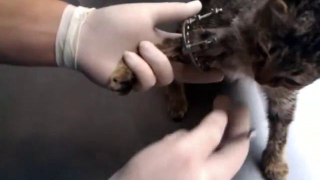 Котенок с переломом передней лапки. смотреть онлайн