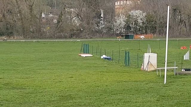 PODENCO CANARIO VS PODENCO IBICENCO, SUR CYNODROME смотреть онлайн