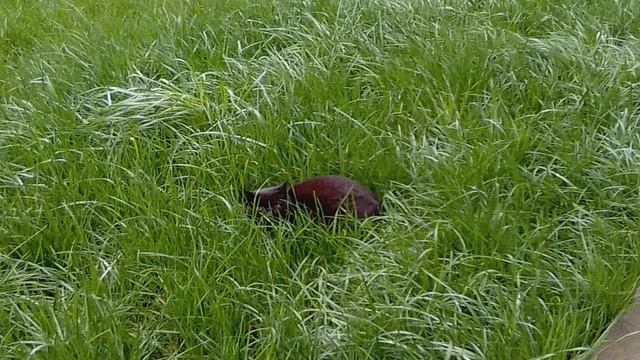 Lou Bega - Mambo No 5 / 1 hour music смотреть онлайн