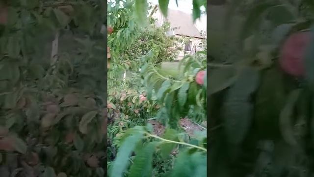 Персик сорт "Гринсборо" в средней полосе. смотреть онлайн
