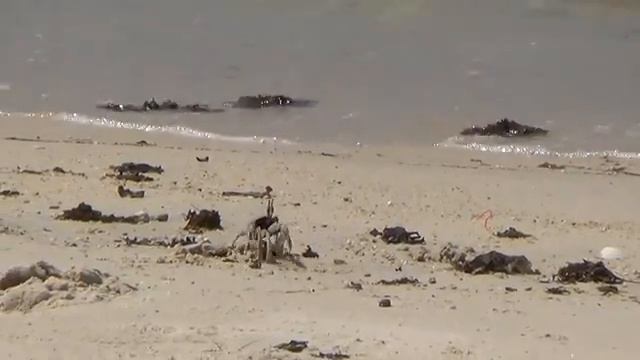 Как краб добывает себе еду на пляже острова Самуи, Таиланд смотреть онлайн