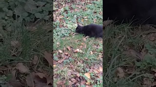 ?? #Игры С Пумой И Гошей