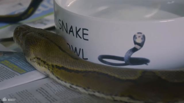 Here's Why Snakes Eat Themselves Alive смотреть онлайн