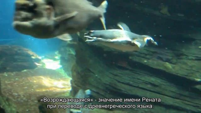 Значение имени Рената. Толкование, судьба, характер смотреть онлайн