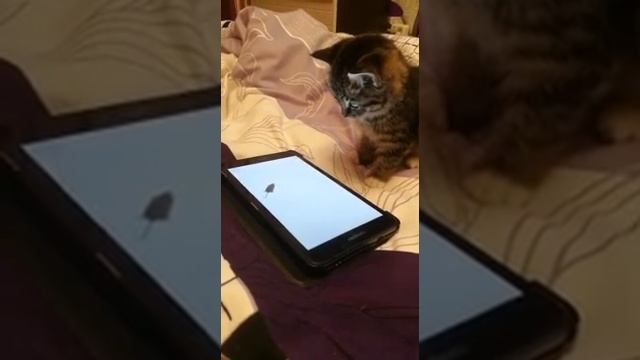 Как научить кота ловить мышей))) 21 век ребята! смотреть онлайн