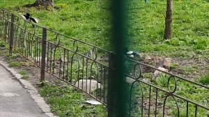 Стрекочут сороки.   01.05.2021.