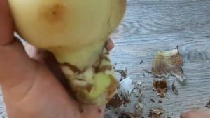 ГИППЕАСТРУМЫ,  САДИМ ДЛЯ НАРАЩИВАНИЯ КОРНЕЙ // ОБРАБОТКА ЛУКОВИЦ !