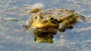 КВА-КВА лягушки громко квакают, Frog Croaking sound
