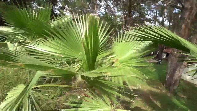 Кемер - Турция 2019 / Платный пляж и Красивая набережная смотреть онлайн