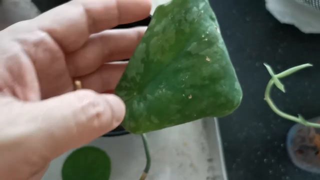 Scindapsus Jade Satin Various Sp