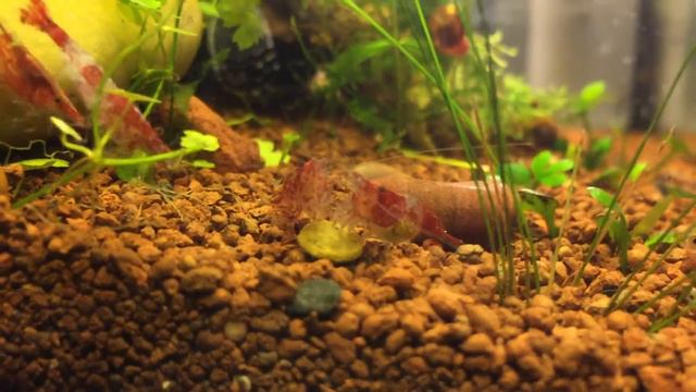 Креветки Рили Neocaridina heteropoda sp. Rili смотреть онлайн