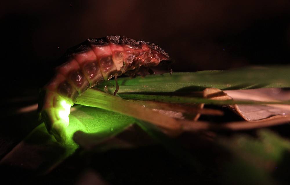 Танцы света - Жуки светлячки! Как выглядят и от чего светятся? смотреть онлайн