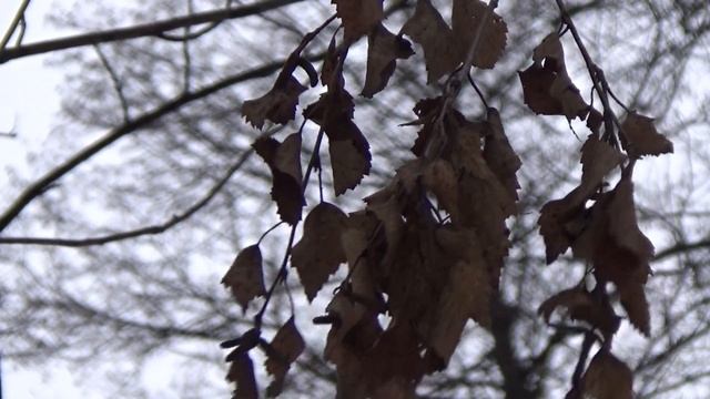 Test SONY HDR-CX620 смотреть онлайн