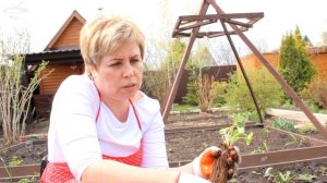 Посадка клубники в открытый грунт ? Как правильно это сделать ➡ советы садоводу от HitsadTV