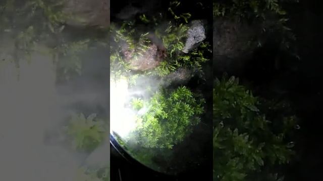 Туманный Альбион: флорариум на скорую руку смотреть онлайн