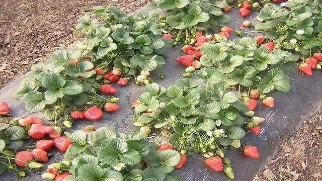 ПЕРЕСАДКА КЛУБНИКИ ВЕСНОЙ на другое место смотреть онлайн