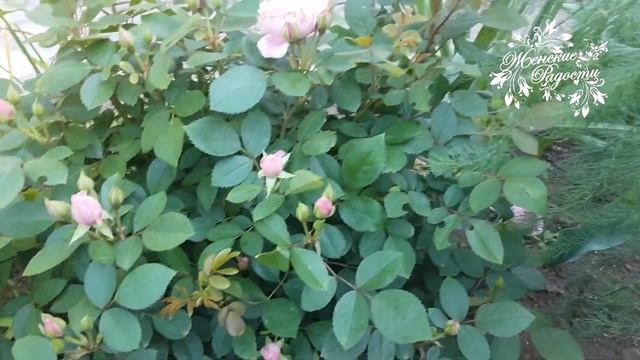 РОЗА ПРЕЙРИ ДЖОЙ! Канадская розочка! смотреть онлайн