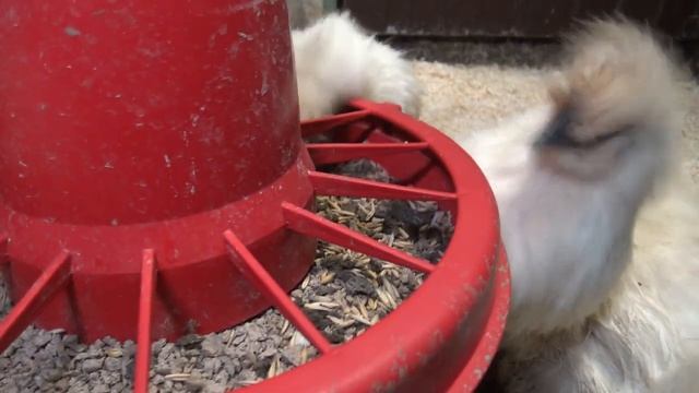 Содержание китайских шелковых кур в зимнем курятнике