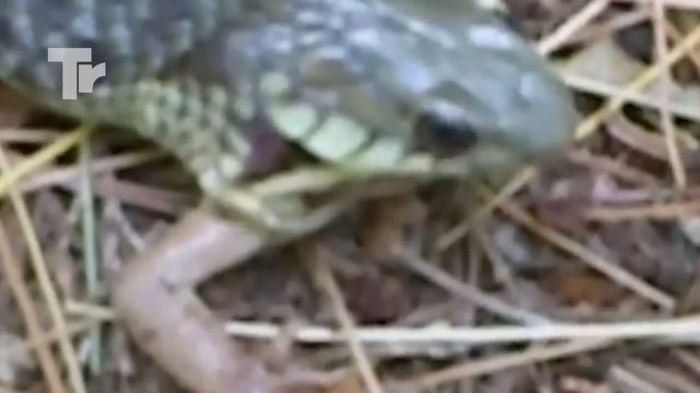 He Eats Venomous Frog and Quickly Pays His Life смотреть онлайн