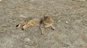 испытания трамбовки ручной