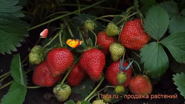 Земляника садовая Елизавета 2 (fragaria ananassa) ? обзор: как сажать, рассада земляники Елизавета смотреть онлайн