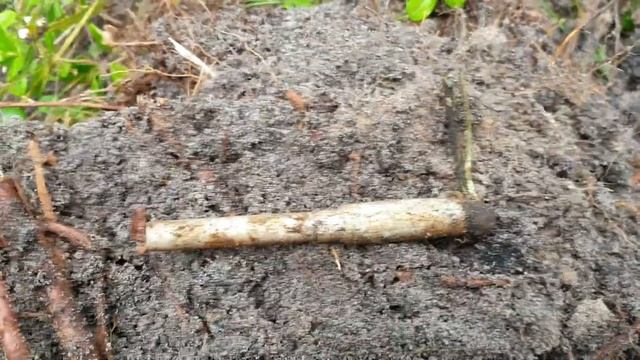 Коп в лесах Прибалтийского фронта / Search in the forests of the Baltic front смотреть онлайн