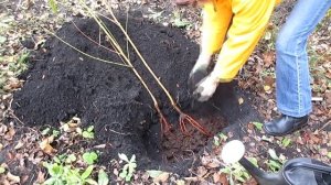 Персик. Как сохранить саженцы персика в зиму?