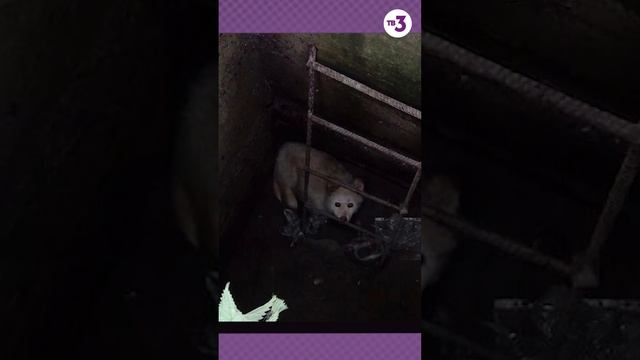 Щенок 3 месяца провел без солнечного света #shorts смотреть онлайн