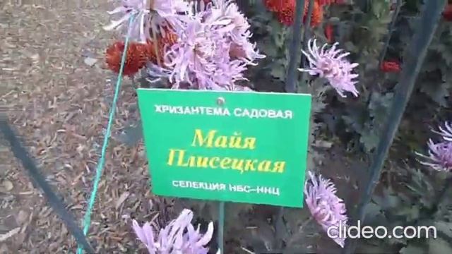 Бал хризантем в Никитском ботаническом саду. 6.11.2022 (1). смотреть онлайн
