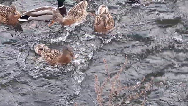 Московские утки. смотреть онлайн