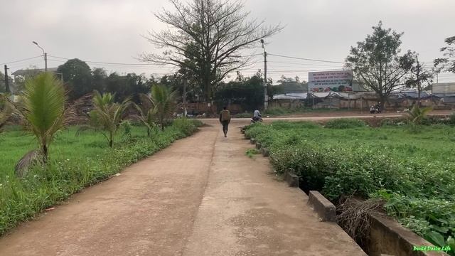 Making Stairs,harvesting Oranges And Grapefruits, Bringing Them To The Market To Sell,daily Life