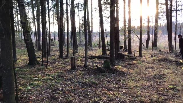ВЫХОДНОЙ В ОСЕННЕМ ЛЕСУ. Красивые осенние пейзажи. смотреть онлайн