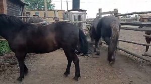 Жеребцу не нравится старая кобыла