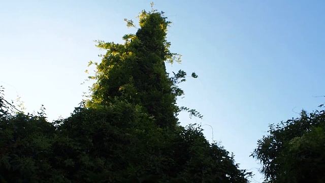 В ГОСТЯХ У ИГОРЯ на работе. Адлер. смотреть онлайн