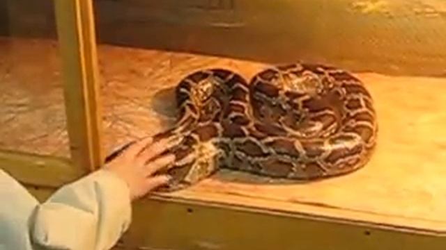 змея 2009 смотреть онлайн