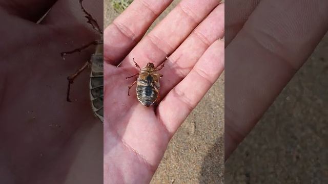 A Cockchafer (Melolontha melolontha) - "quiet at the back of the room please" смотреть онлайн
