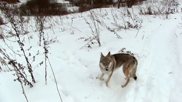 Чехословацкая волчья собака Волчак ч 3 на ilikepet смотреть онлайн
