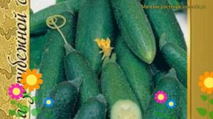 Огурец гибридный Либелле f1. Краткий обзор, описание характеристик, где купить семена Libelle f1