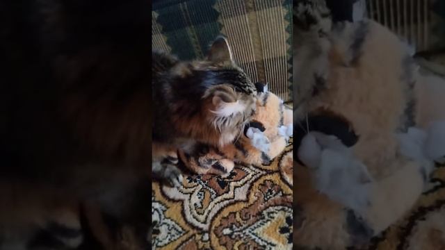 бесплатный массаж от кота