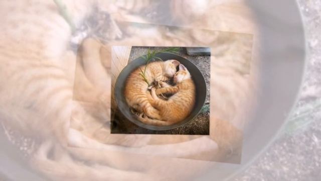 Кошка вьюшка АСМР ASMR смотреть онлайн
