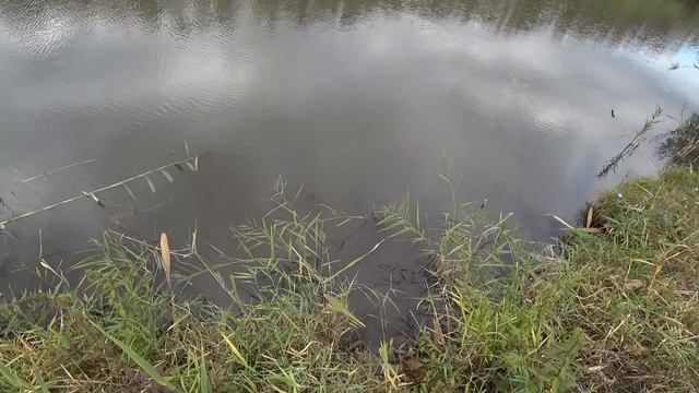 Проект "Аренда водоёма" 64 (ДР) смотреть онлайн