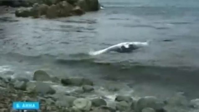 Кит выбросился на берег под Находкой смотреть онлайн