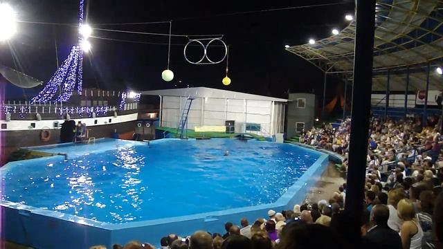 Dolphins at Black Sea, Дельфины в Черном море смотреть онлайн