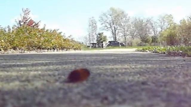 Woolly Bear Sidewalk Shuffle смотреть онлайн