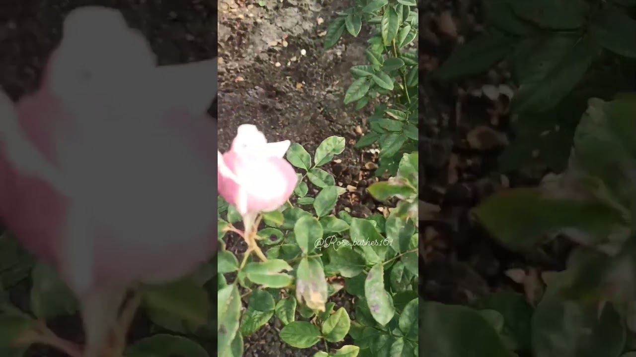 Spirit of freedom. спирит оф Фридом rose-bushes.ru смотреть онлайн