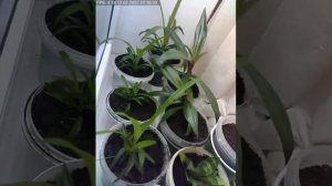 Таймлапс хлорофитум традесканция