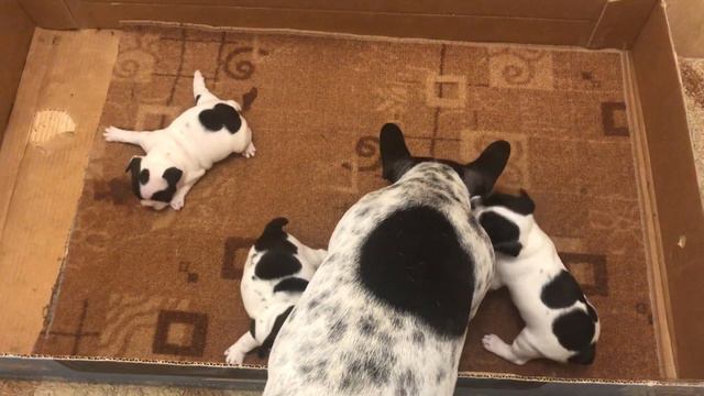 Сладкий сон Французских бульдогов смотреть онлайн