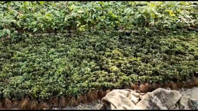 Stevia as Intercrop Cultivation смотреть онлайн