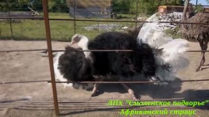 Страусиная ферма в Новосибирске