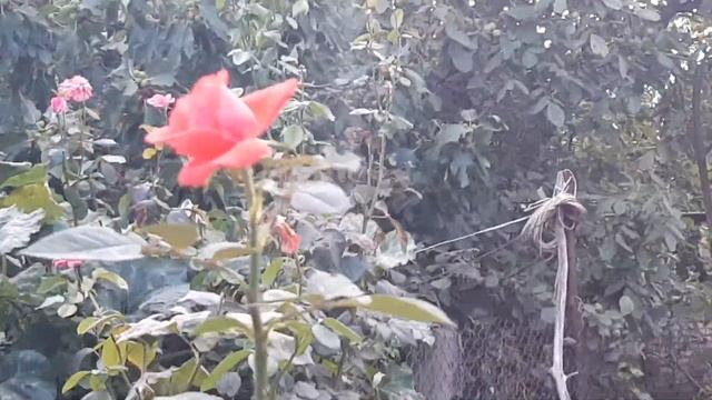 6 соток в начале сентября. Инжир поспел смотреть онлайн